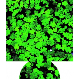 St. Patrick\'s Day Sublimated Hugger GM-HGFC-SPD