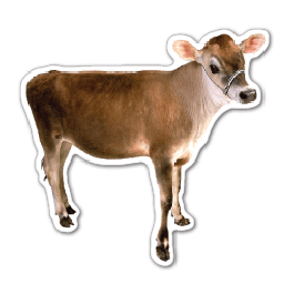 Calf Thin Stock Magnet
GM-MMD3519