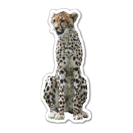 Cheetah Thin Stock Magnet
GM-MMC3524