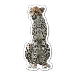 Cheetah Thin Stock MagnetGM-MMC3524