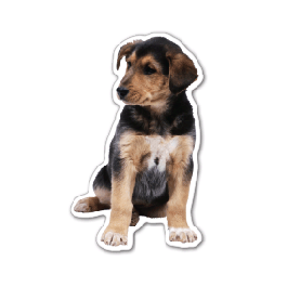 Puppy Thin Stock Magnet
GM-MMC3529