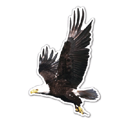 Flying Eagle Thin Stock Magnet
GM-MME3534