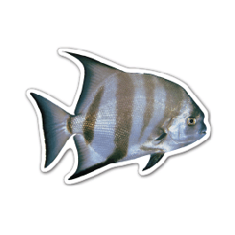 Fish 3 Thin Stock Magnet
GM-MMC3542