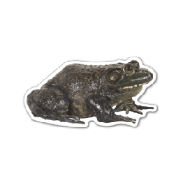 Frog 3 Thin Stock Magnet
GM-MMB3546