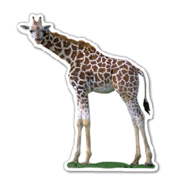 Giraffe 2 Thin Stock Magnet
GM-MME3548