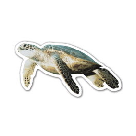 Sea Turtle Thin Stock Magnet
GM-MMB35499