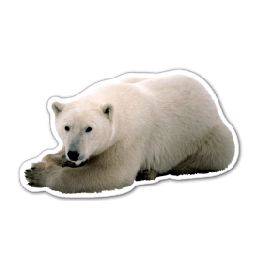 Polar Bear Thin Stock Magnet
GM-MMC3554