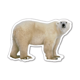 Polar Bear 2 Thin Stock Magnet
GM-MMC3555