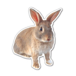 Rabbit Thin Stock Magnet
GM-MMD3556