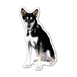 Dog 13 Thin Stock Magnet
GM-MMC3558