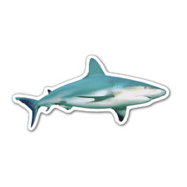 Shark Thin Stock Magnet
GM-MMB3567