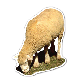Sheep Thin Stock Magnet
GM-MMF3568