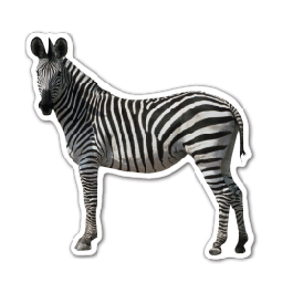 Zebra Thin Stock Magnet
GM-MMD3572