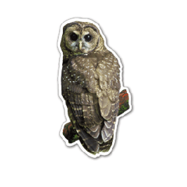 Owl Thin Stock Magnet
GM-MMC3573