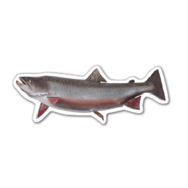 Fish 2 Trout Thin Stock Magnet
GM-MMB3475