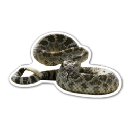 Rattle Snake Thin Stock Magnet
GM-MMC3476