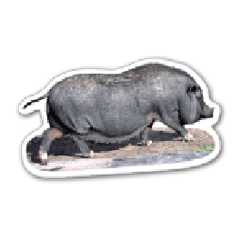 Pig Thin Stock Magnet
GM-MMA3478