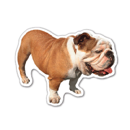 Bull Dog Thin Stock Magnet
GM-MMC3483