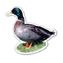 Duck 2 Thin Stock Magnet
GM-MMD3485