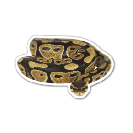 Snake 2 Thin Stock Magnet
GM-MMC3487