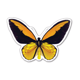 Butterfly Thin Stock Magnet
GM-MMC3489