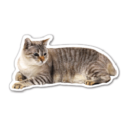 Cat Thin Stock Magnet
GM-MMC3490