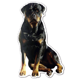 Dog 9 Thin Stock Magnet
GM-MMG3496