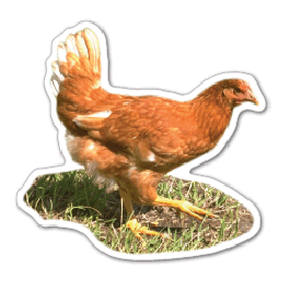 Chicken Thin Stock Magnet
GM-MMD3503