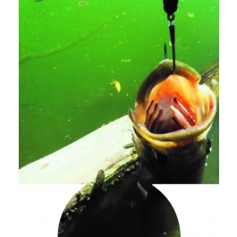 Fish 2 Sublimated Hugger GM-HGFC-FH2