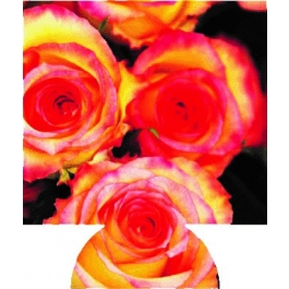 Roses 4 Sublimated Hugger GM-HGFC-RS4