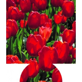 Tulips Sublimated Hugger GM-HGFC-TS