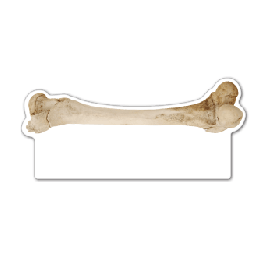 Human Bone Thin Stock Magnet
GM-MMD3108
