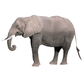 Elephant 2 Thin Stock Magnet
GM-MME3488