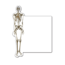 Skeleton Thin Stock Magnet
GM-MMC3103