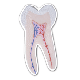 Tooth Thin
Stock Magnet
GM-MMB3072